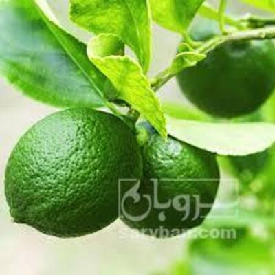 فروش لیمو ترش