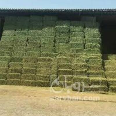 فروش یونجه پرس شده