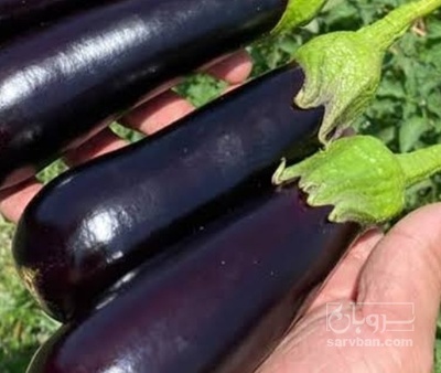 فروش بادمجان