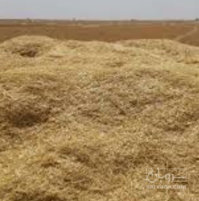فروش کاه و کلش گندم
