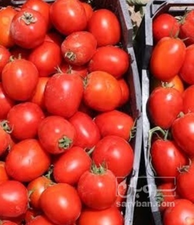 فروش گوجه فرنگی