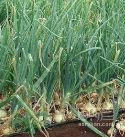 فروش پیاز زرد