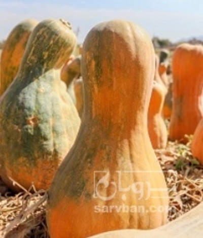 فروش کدو حلوایی