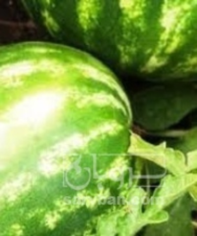 فروش هندوانه گرد