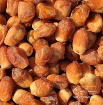 فروش خرما ربی