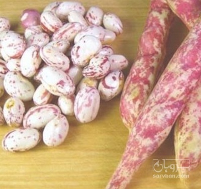 فروش لوبیا چیتی