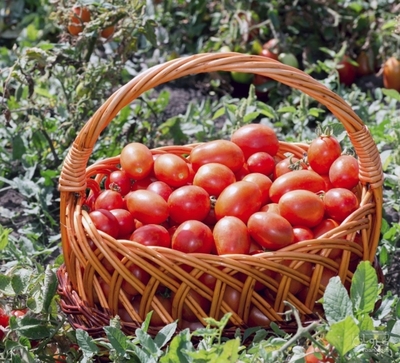 فروش گوجه فرنگی