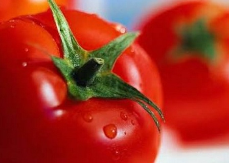 فروش گوجه فرنگی