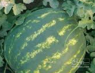 فروش هندوانه گرد