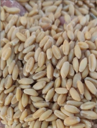 فروش گندم