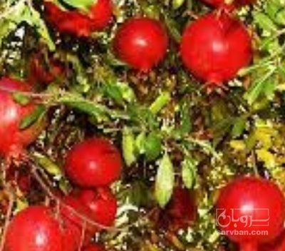 فروش انار