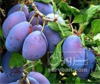 فروش آلو سیاه