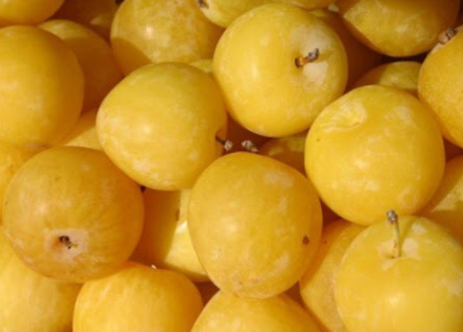 فروش آلو زرد