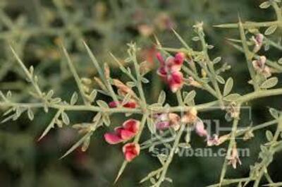 فروش خارشتر (گیاه‌ دارویی)