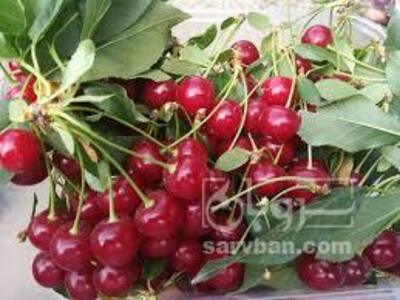 فروش آلبالو