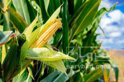 فروش ذرت علوفه ای