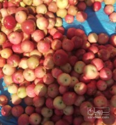 فروش سیب پادرختی