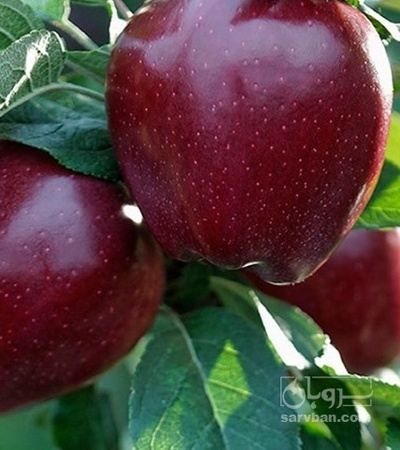 فروش سیب