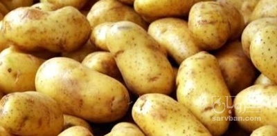 فروش سیب زمینی اگریا