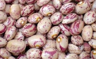 فروش لوبیا چیتی