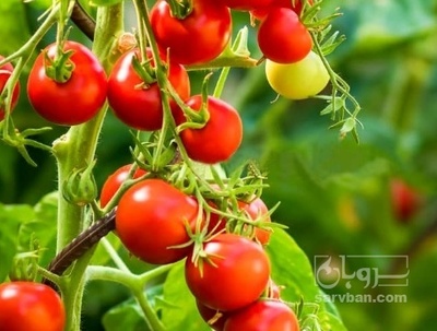 فروش گوجه فرنگی