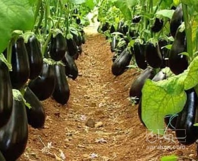 فروش بادمجان