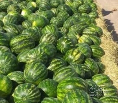 فروش هندوانه گرد فله