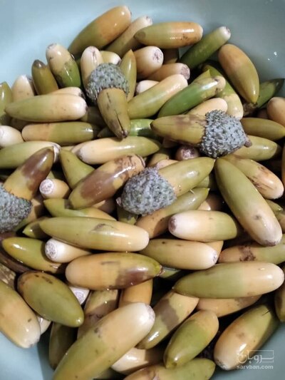 فروش بلوط (گیاه‌ دارویی)