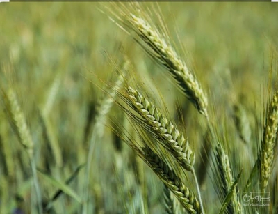 فروش گندم تریتیکاله
