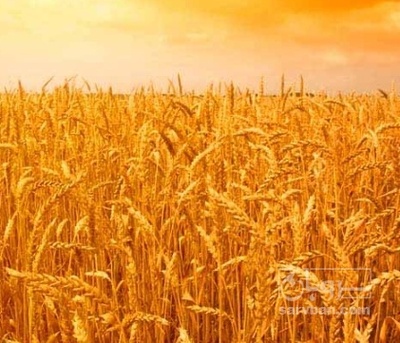 فروش گندم