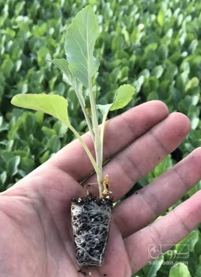 فروش نشا فلفل