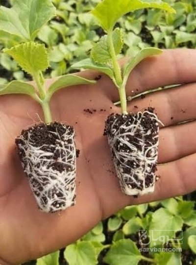 فروش نشا گوجه فرنگی