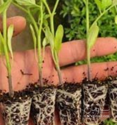 فروش نشا خیار