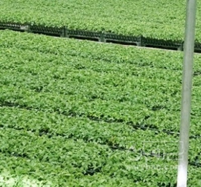 فروش نشا گل کلم