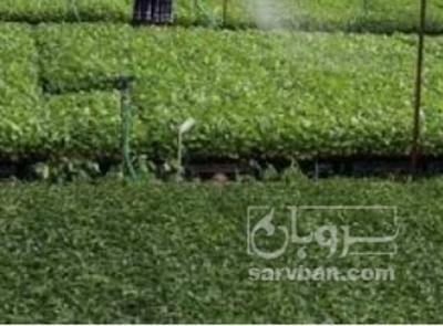 فروش نشا  هندوانه