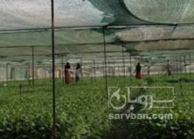 فروش نشا خربزه