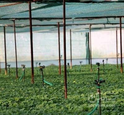 فروش نشا بادمجان