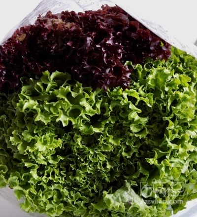 فروش کاهو فرانسوی