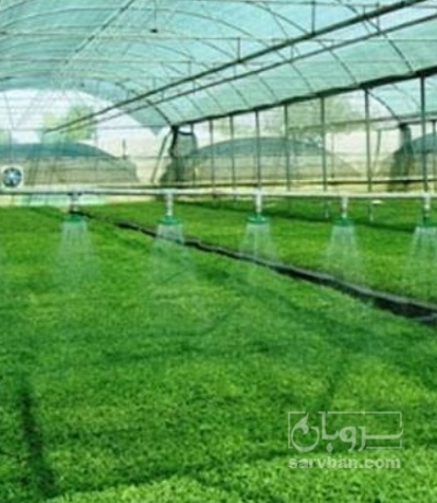 فروش نشا گل کلم