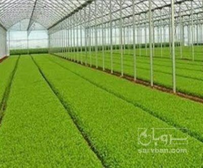 فروش نشا بادمجان