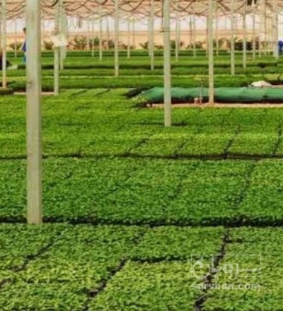 فروش نشا گوجه فرنگی