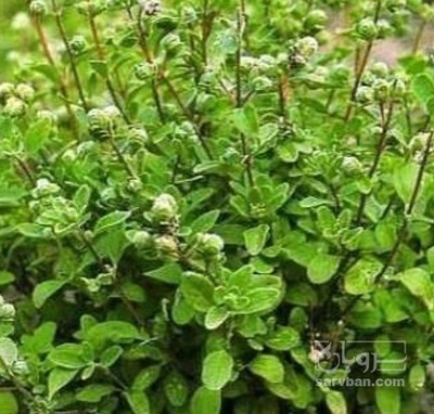 فروش مرزنجوش (گیاه‌ دارویی)