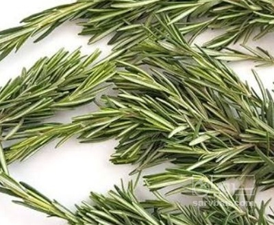 فروش رزماری (گیاه‌ دارویی)