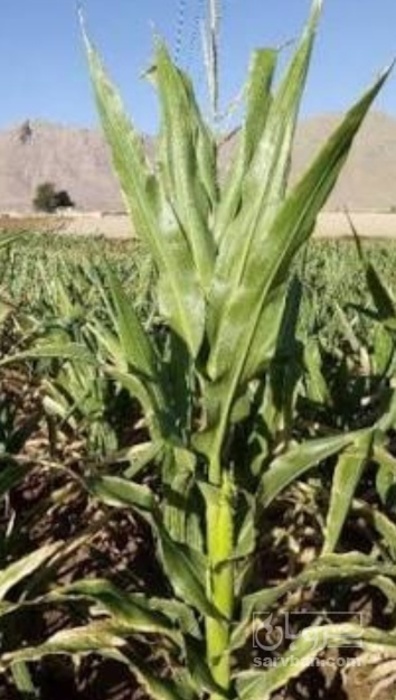 فروش چاپر ذرت - سیلاژ ذرت