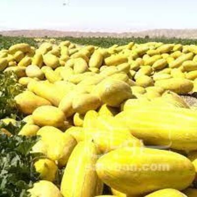 فروش خربزه