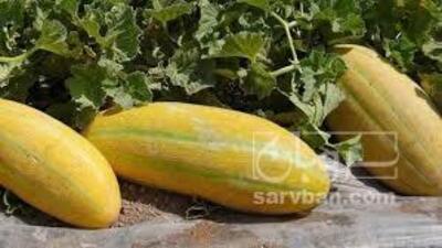 فروش خربزه