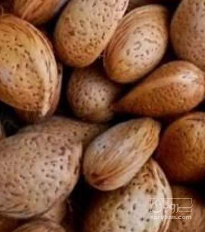 فروش بادام تلخ
