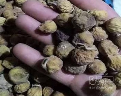 فروش انجیر خشک ضایعات
