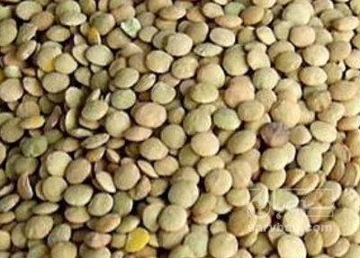 فروش عدس