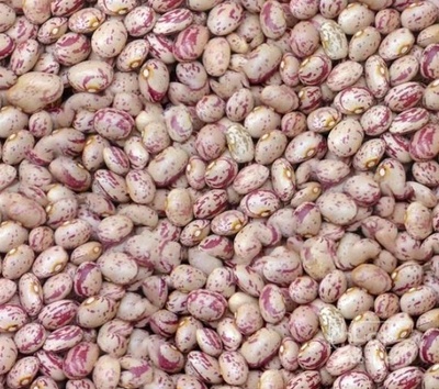 فروش لوبیا چیتی